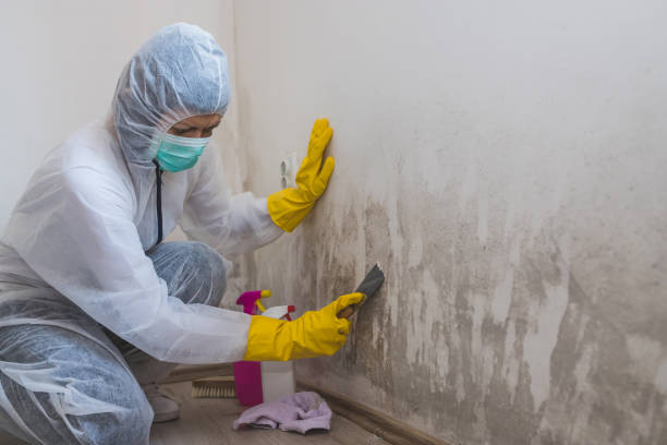 Home Mold Removal in Tumwater, WA