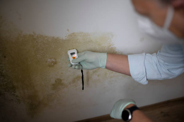 Mold Removal Process in Tumwater, WA