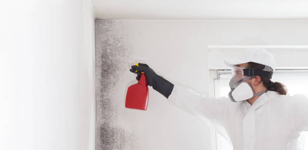 Best Fast Mold Removal  in Tumter, WA