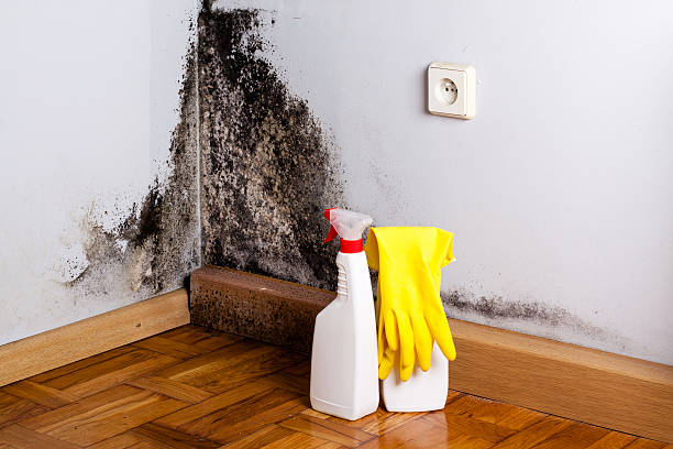 Certified Mold Removal in Tumwater, WA